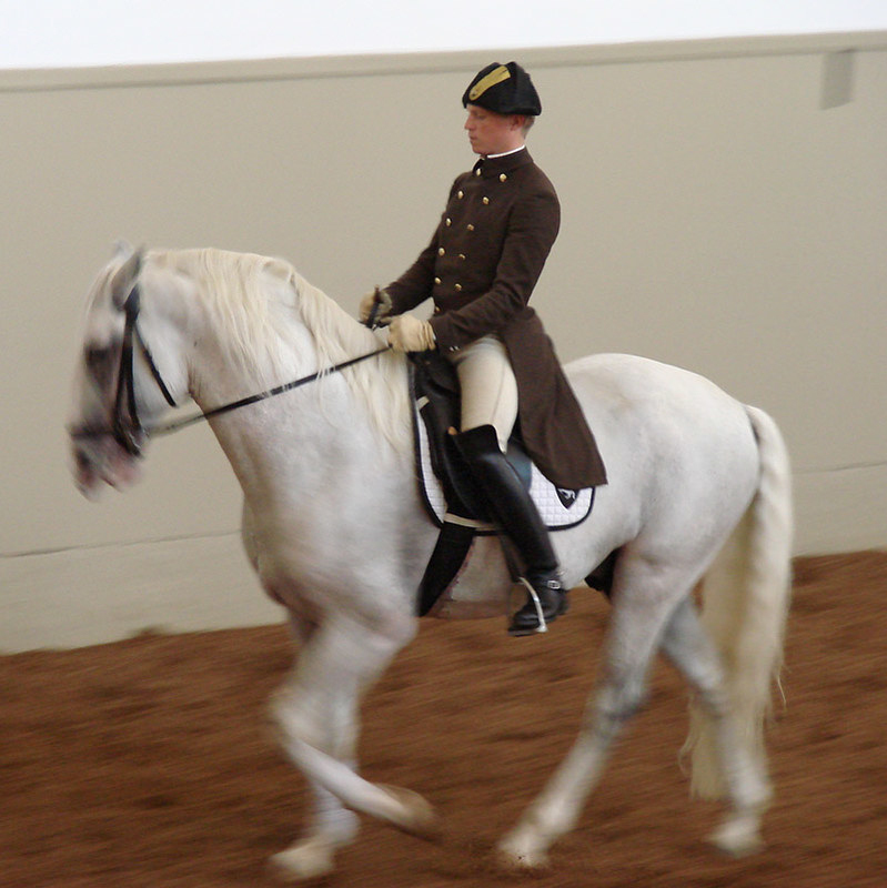 Ecole d'équitation espagnole